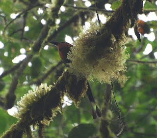 Broad-Billed Motmot