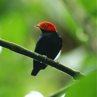 Red-Capped Manakin Male