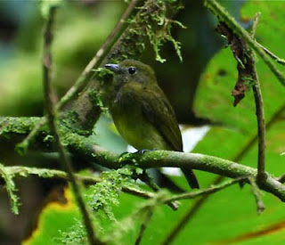 Green Manakin