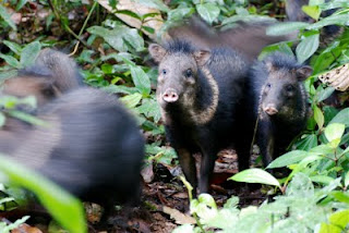 Collared Peccaries
