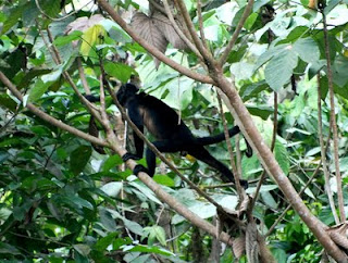 Spider Monkey