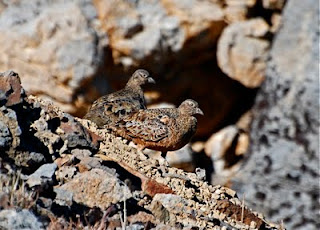 Rufous-Bellied Seedsnipe
