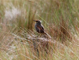Many-Striped Canastero
