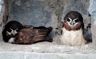 Spectacled Owls at Parque Condor