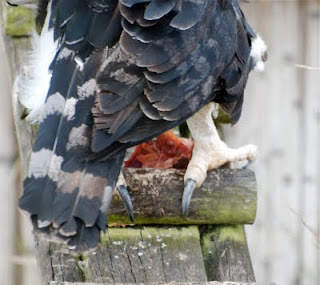 Harpy Eagle at Parque Condor