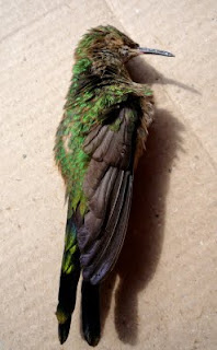 Black-Tailed Trainbearer