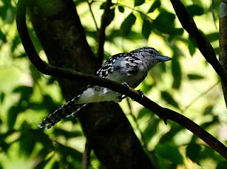 Spot-Backed Antshrike