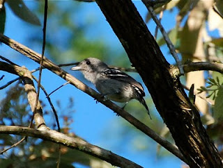 Sooretama Slaty Antshrike