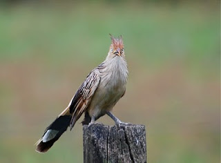 Guira Cuckoo