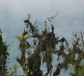 Tiny Hawk