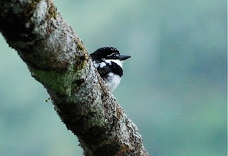 Pied Puffbird