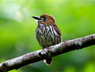 Lanceolated Monklet