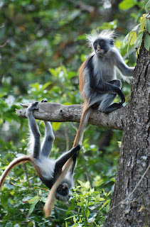 Red Colobus Monkey