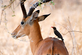 Red-Billed Oxpecker