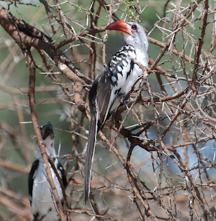 Red-Billed Hornbill