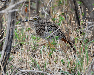Spotted Thick-Knee