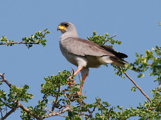 Eastern Chanting-Goshawk