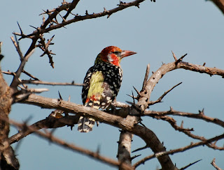 Red-and-Yellow Barbet