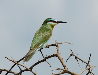 Blue-Cheeked Bee-Eater