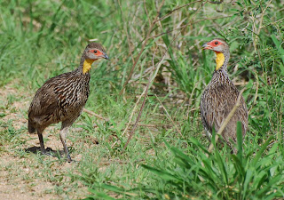 Yellow-Throated Spurfowl
