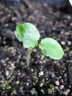 Puriri Seedling 12/09/10