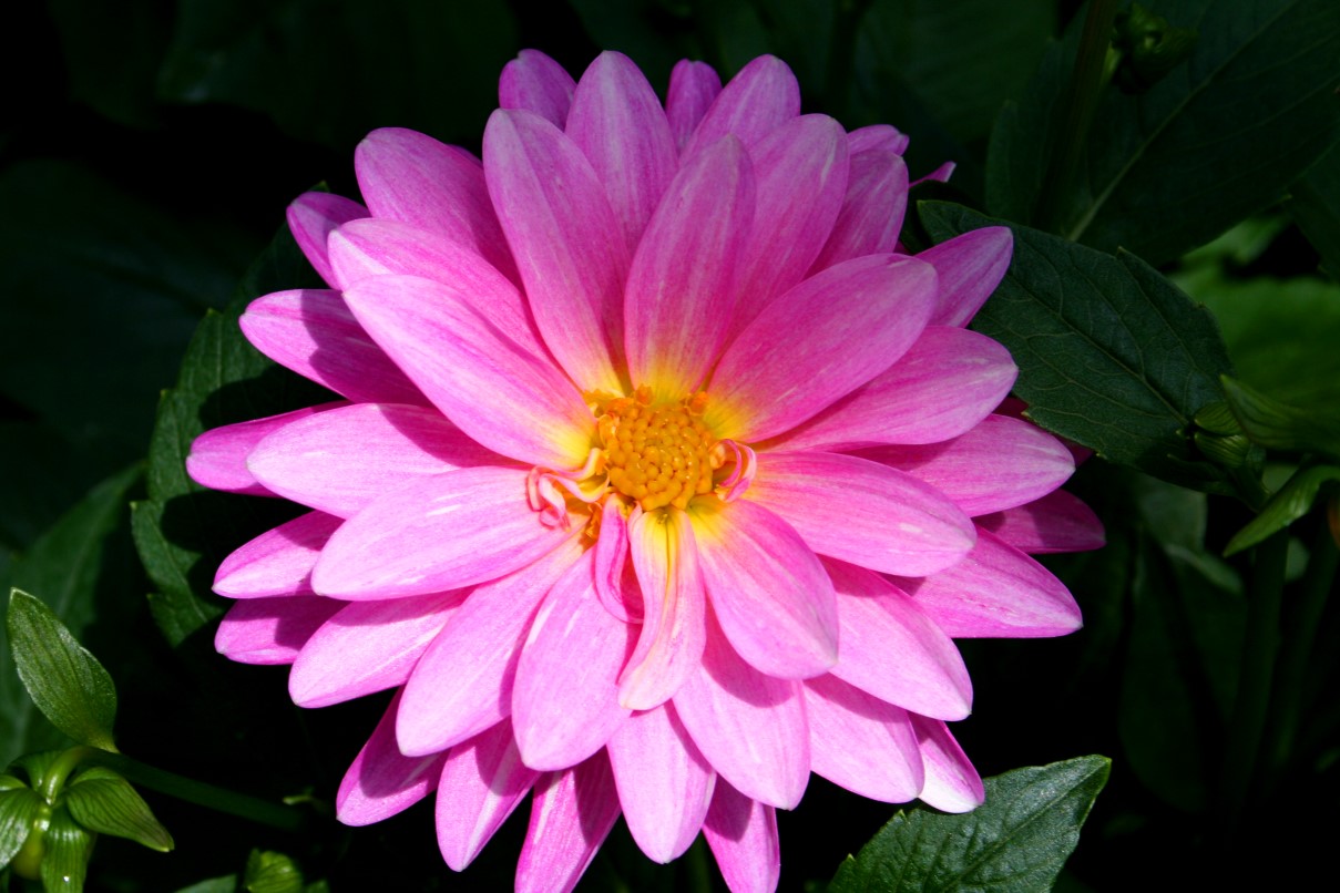 http://4.bp.blogspot.com/_qSZ6cgWqWro/TITsSXK4fjI/AAAAAAAAAbQ/5GTdrz-DUNM/s1600/Beautiful-pink-flower.JPG