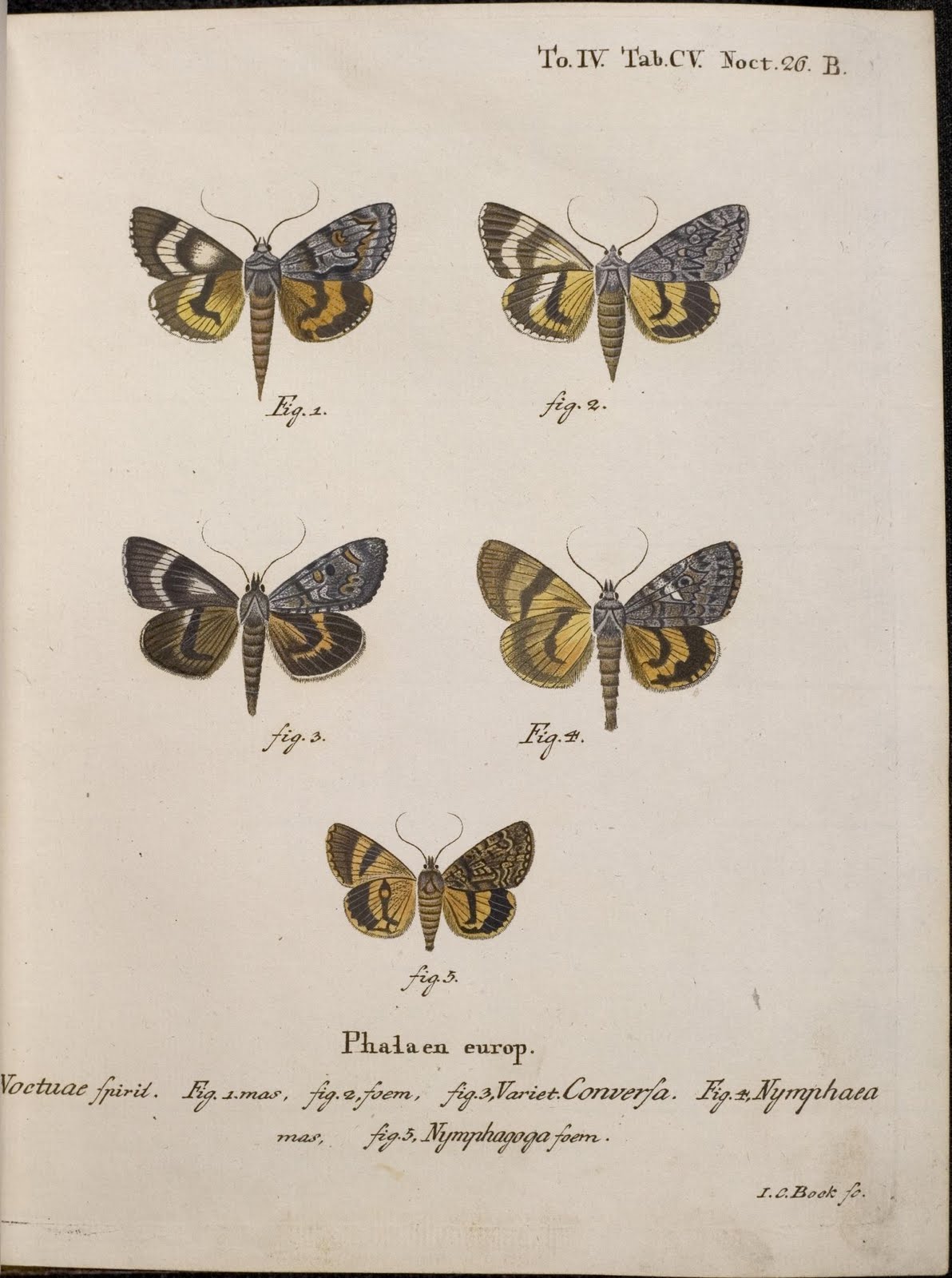 Die Schmetterlinge by EJC Esper, 1786 - Nymphagoga