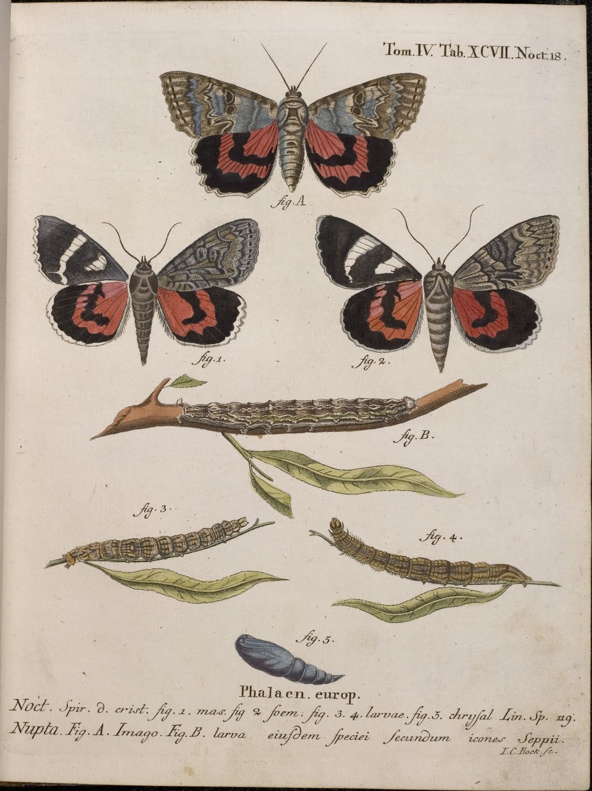 hand-coloured 18th century engravings of moths
