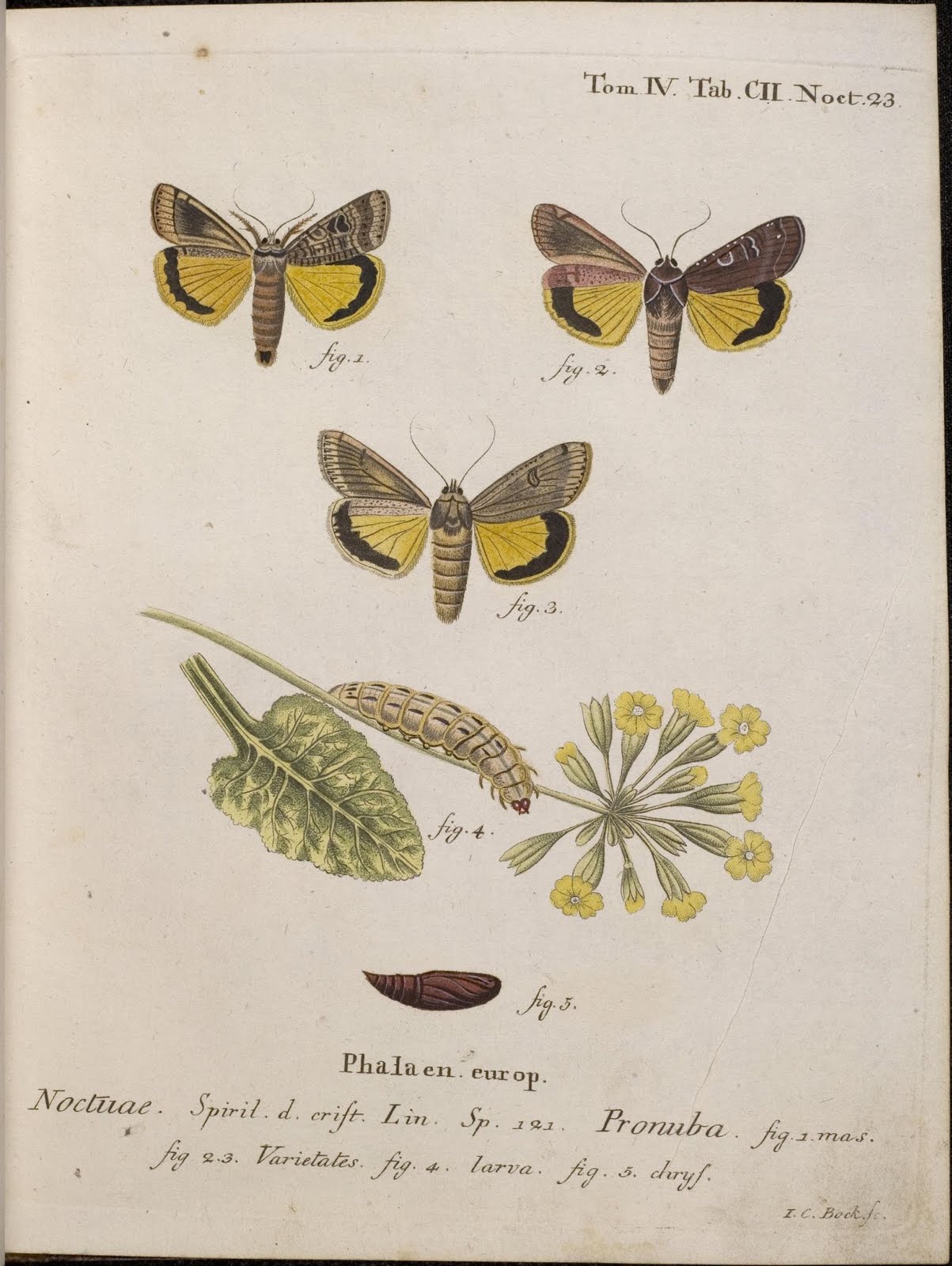 Die Schmetterlinge by EJC Esper, 1786 - Pronuba
