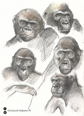 drawings of gorillas