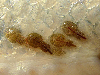 Sea louse - Wikipedia