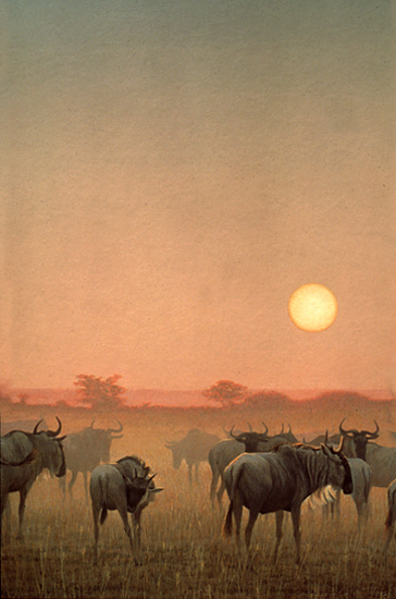 [WildebeestSunset.jpg]