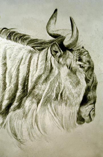 [WildebeestHeaddrawing.jpg]