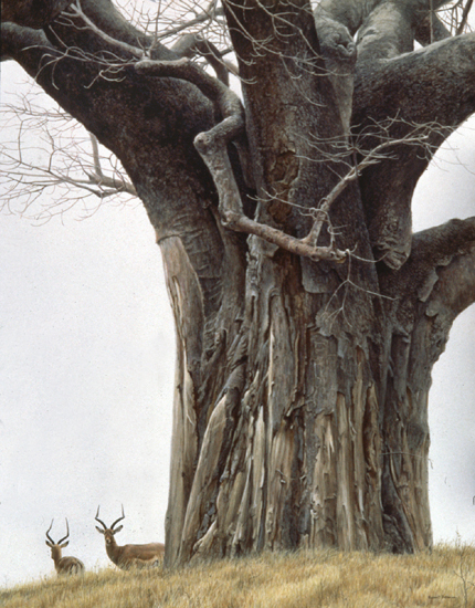 [BaobabTreeImpala.jpg]