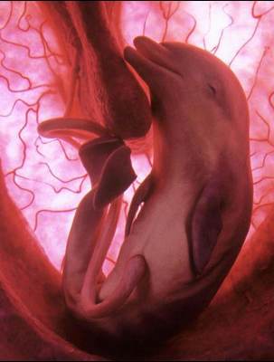 [dolphinembryo.jpg]