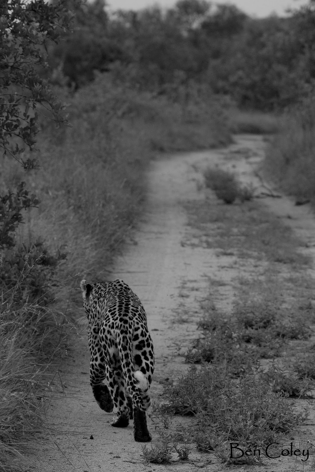 Tails of the Bush: Recent Happenings