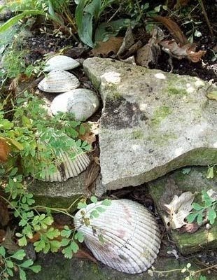 Seashell Garden Decor Ideas | Landscaping with Shells