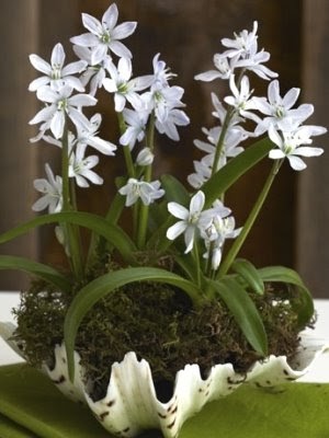 Seashell Planters -Ideas and Tips how to Use them