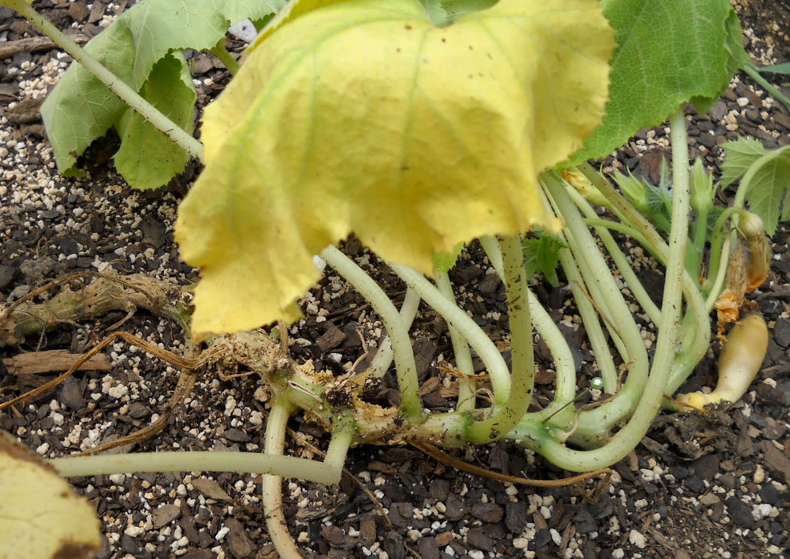 Confessions of a Sewciopath a tale of two squash vines