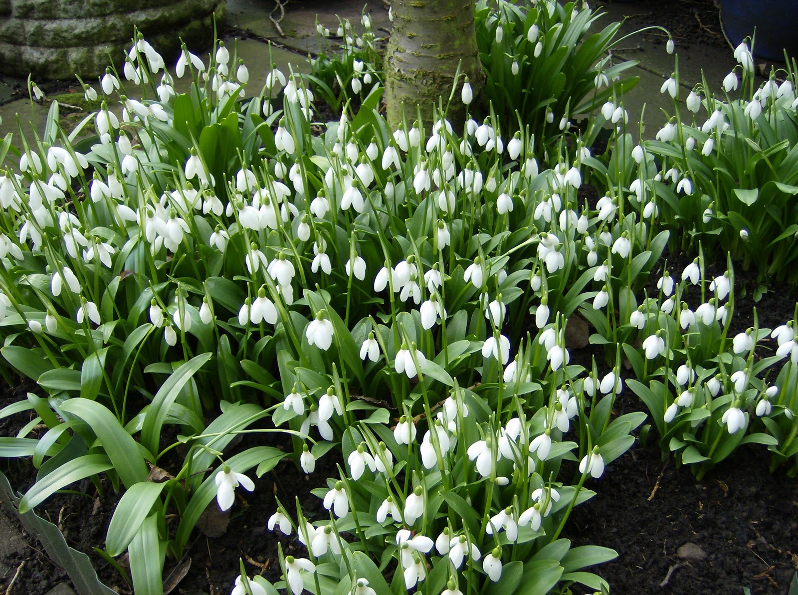 Love My Garden Snowdrops A Winter Favourite