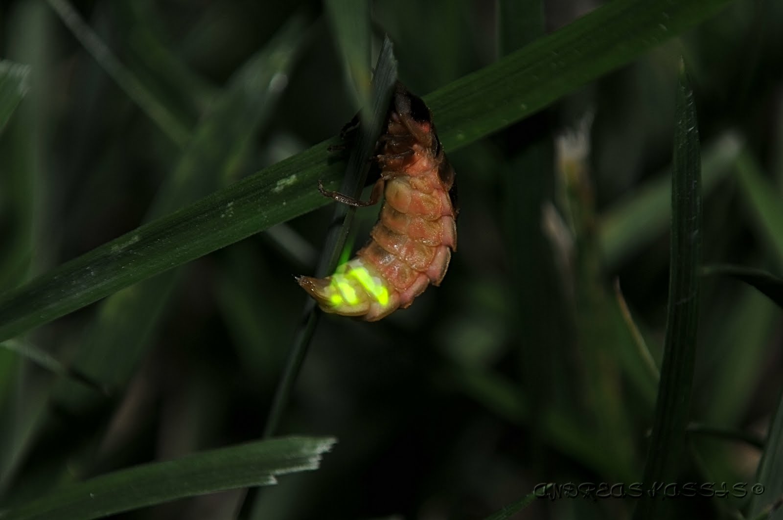 NATURAL WORLD Lampyris noctiluca female(Glow worm) and bioluminescense