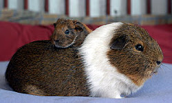 Guinea Pigs and Guinea Pig Hutches