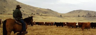 Western cattle ranching color photograph