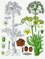 asafetida or asafoetida (Ferula assafoetida) color botanical drawing