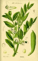 Vicia faba aka Fava bean plant antique color botanical drawing