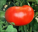 a color photograph of a tomato