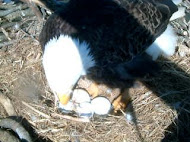 Bald Eagle Nest Cam