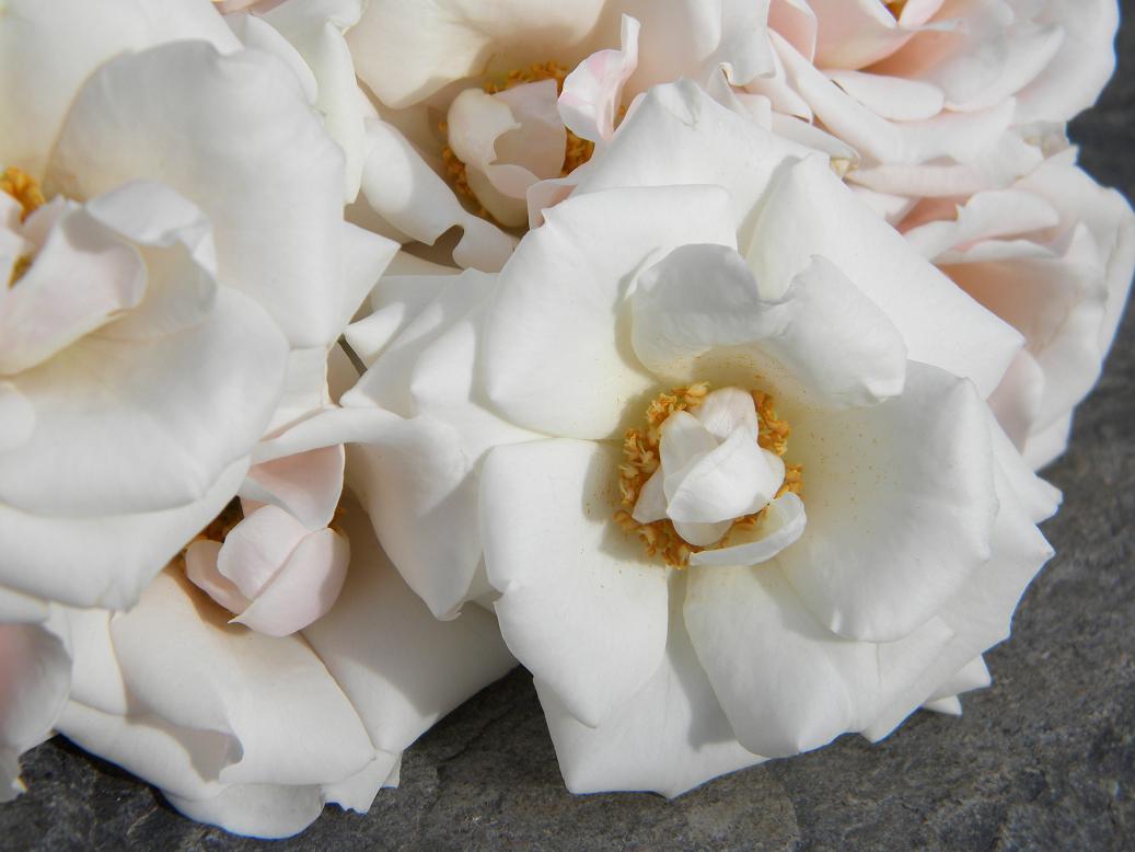 Wedding Flowers from Springwell: Wedding Flowers- Majolica Rose