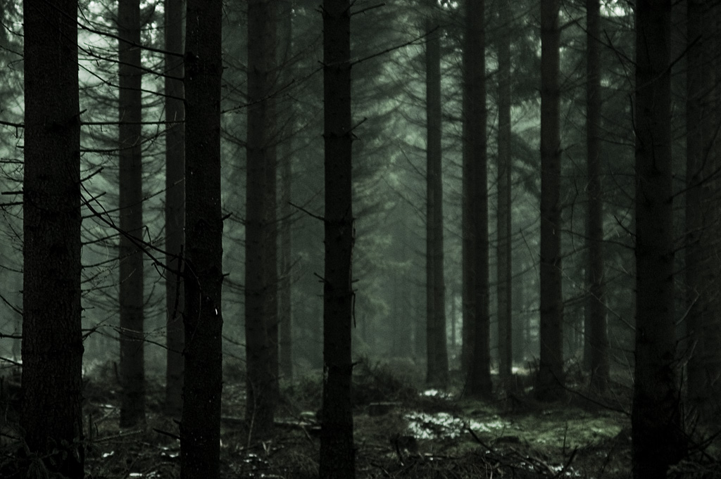 The woods collection dark. Dark Wood. Dark Forest. The Woods collection Dark Forest.