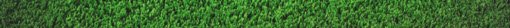 [grass.jpg]